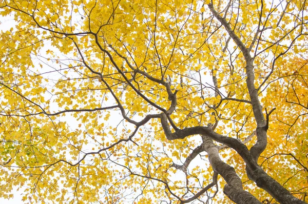 在背景上有叶子的枫树 — 图库照片