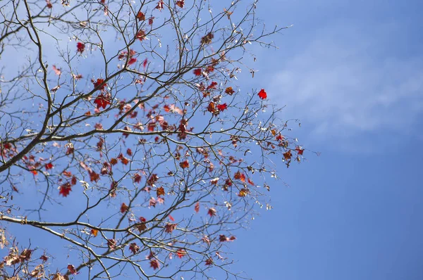 Maple Tree Leaves Background — Stock Photo, Image