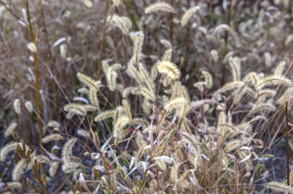 Рисовое Поле Крупным Планом Фон Рисовых Растений — стоковое фото