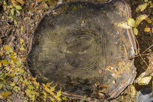 Anneau Arbre Grain Bois Sur Fond Gros Plan — Photo