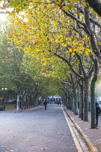 Pedestrian Street with trees and people