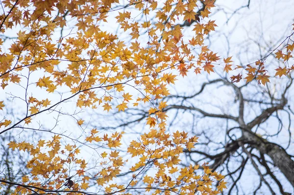 カエデの木から葉の背景に — ストック写真