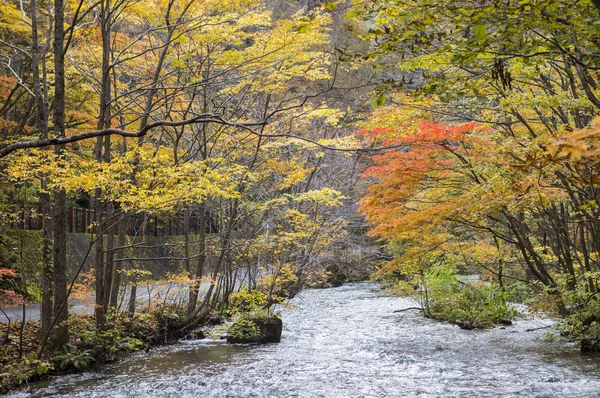 Oirase River Patak Fák Háttérben — Stock Fotó