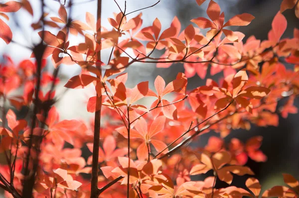 Красивые Осенние Листья Заднем Плане — стоковое фото