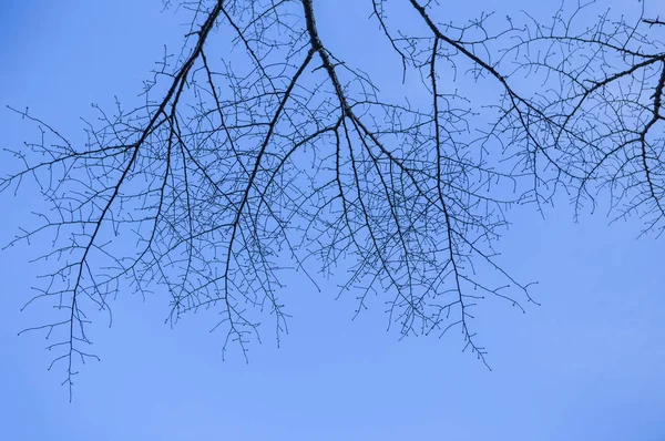Doğa Arka Plan Üzerinde Güzel Ağaç — Stok fotoğraf