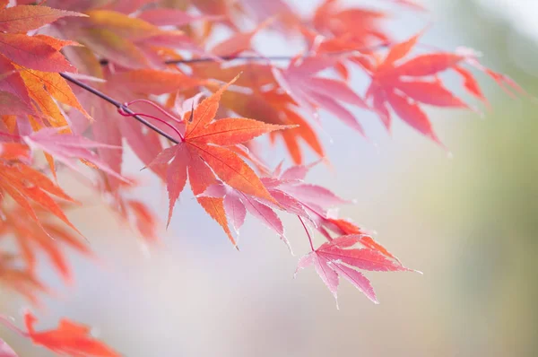 Árvore Bordo Com Folhas Fundo — Fotografia de Stock