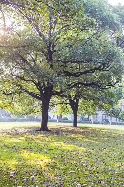 Schöne Natur Hintergrund Mit Bäumen — Stockfoto