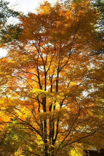 Árbol Arce Con Hojas Fondo — Foto de Stock