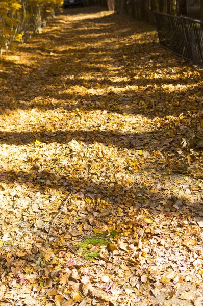 Herbstblätter Hintergrund Nahaufnahme — Stockfoto