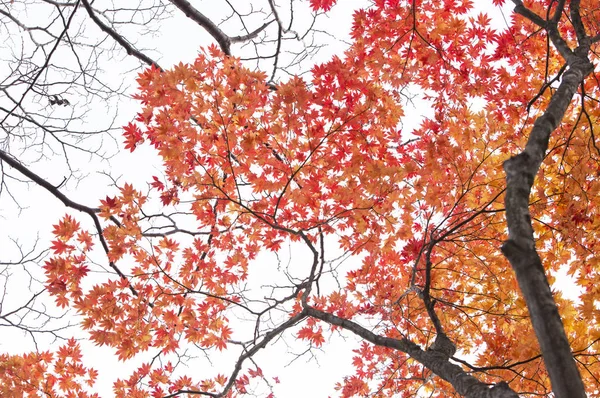 Δέντρο Σφενδάμνου Φύλλα Φόντο — Φωτογραφία Αρχείου