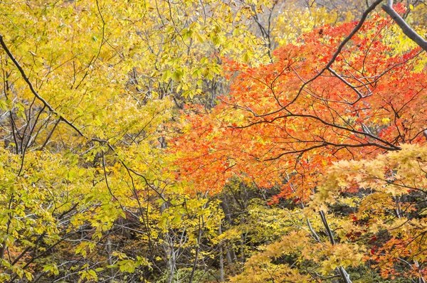Árvores Bordo Com Folhas Japão Ásia — Fotografia de Stock