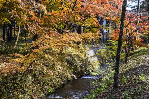 Maple Trees Avec Des Feuilles Japon Asie — Photo