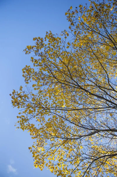 Árbol Arce Con Hojas Fondo —  Fotos de Stock