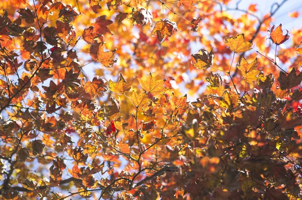 カエデの木から葉の背景に — ストック写真