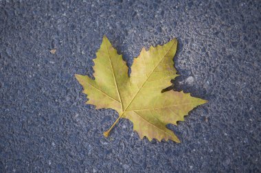Çınar yaprağı yakın çekim sonbahar 