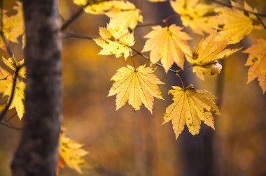 Akça ağaç arka plan üzerinde yaprakları ile