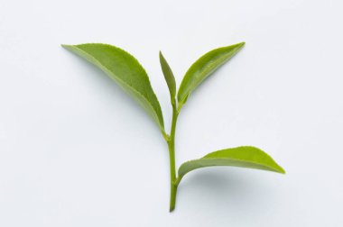 Beyaz arkaplanda yeşil yapraklar