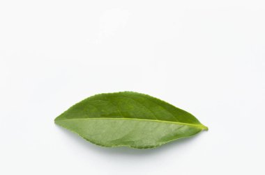 Beyaz zemin üzerinde bir bitkinin yaprak yeşil