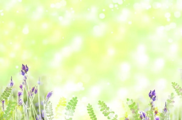 Lavendel Bloemen Bladeren Frame Met Kopieerruimte Natuurlijke Achtergrond — Stockfoto