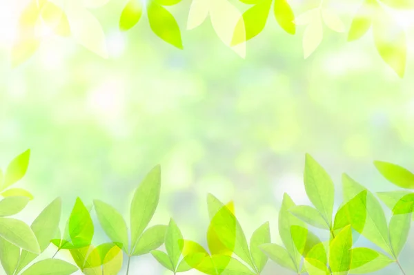 Leaves Frame Copy Space Natural Background — Stock Photo, Image