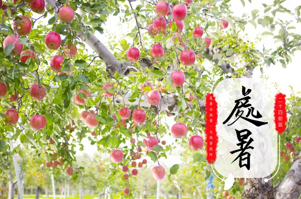 Close Shot Van Rode Appels Met Chinese Kalligrafische Inscriptie Voor — Stockfoto