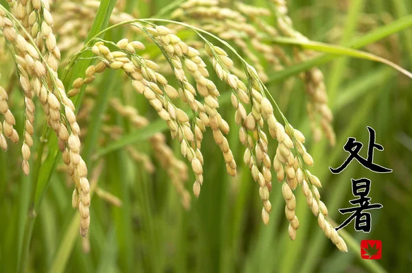 Foto Close Telinga Beras Dengan Tulisan Kaligrafi Cina Untuk Latar — Stok Foto