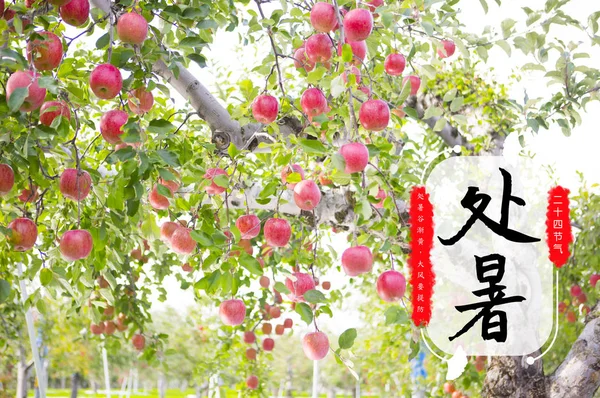 Primer Plano Manzanas Rojas Con Inscripción Caligráfica China Para Fondo — Foto de Stock