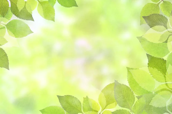 Leaves Frame Copy Space Natural Background — Stock Photo, Image