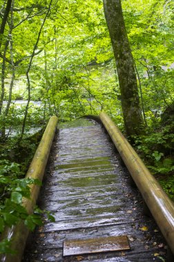 yeşil yapraklar Ormanda, Yaz Doğa arka plan