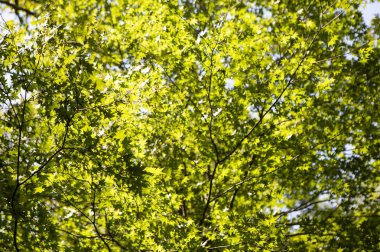 yeşil yapraklar Ormanda, Yaz Doğa arka plan