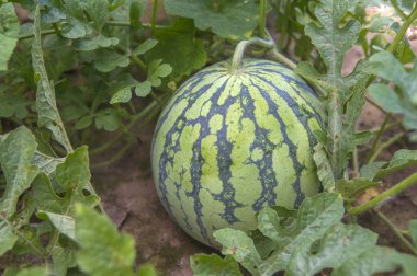 Arka planda yeşil karpuz, yakın