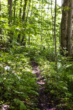 yeşil yapraklar Ormanda, Yaz Doğa arka plan