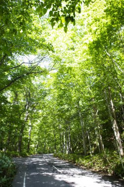 yeşil yapraklar Ormanda, Yaz Doğa arka plan