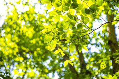 yeşil yapraklar Ormanda, Yaz Doğa arka plan