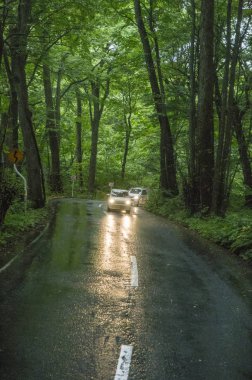 yeşil yapraklar Ormanda, Yaz Doğa arka plan