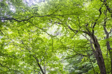 yeşil yapraklar Ormanda, Yaz Doğa arka plan