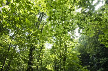 yeşil yapraklar Ormanda, Yaz Doğa arka plan