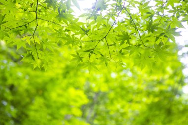 yeşil yapraklar Ormanda, Yaz Doğa arka plan