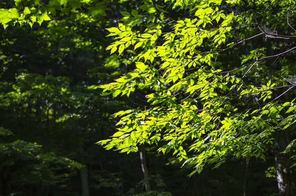 Zielone Liście Lesie Lato Natura Tło — Zdjęcie stockowe