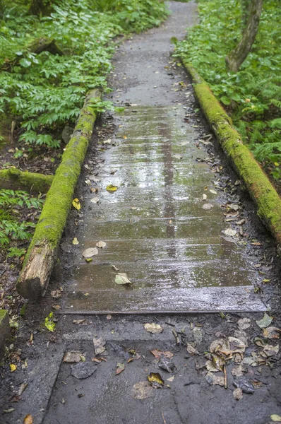 Grüne Blätter Wald Sommer Natur Hintergrund — Stockfoto