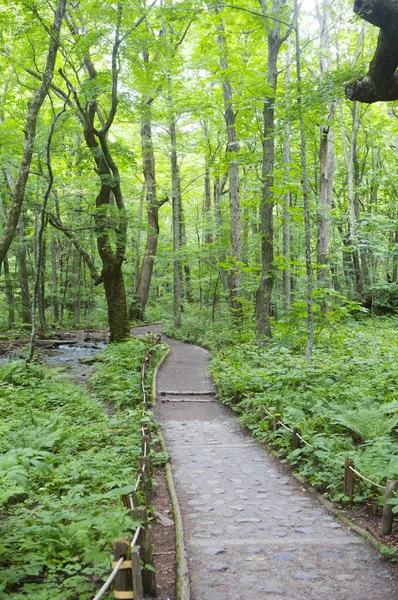 Grüne Blätter Wald Sommer Natur Hintergrund — Stockfoto