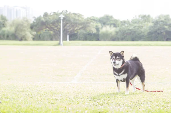 Carino Cagnolino Sfondo Primo Piano — Foto Stock