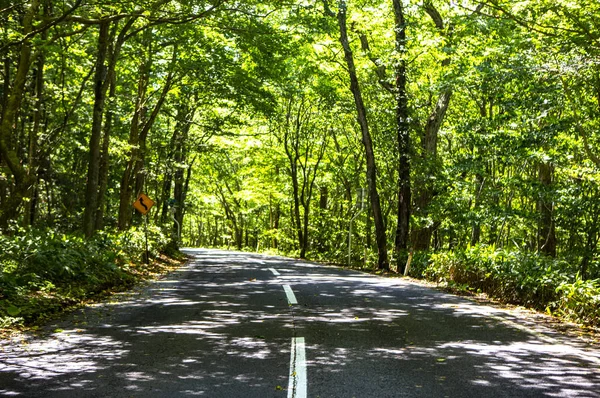 緑の葉森 夏の自然の背景 — ストック写真