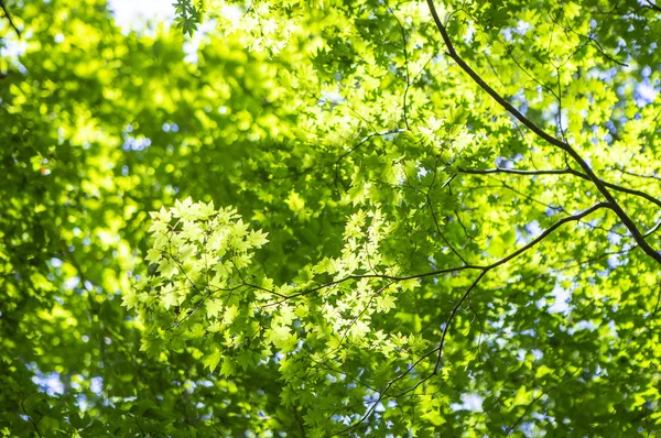 緑の葉森 夏の自然の背景 — ストック写真