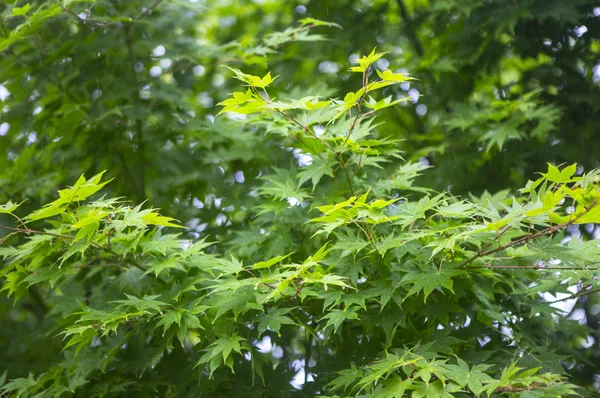 Hojas Verdes Bosque Verano Fondo Naturaleza — Foto de Stock