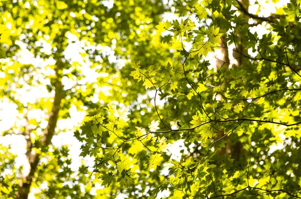 绿叶在森林 夏季自然背景 — 图库照片