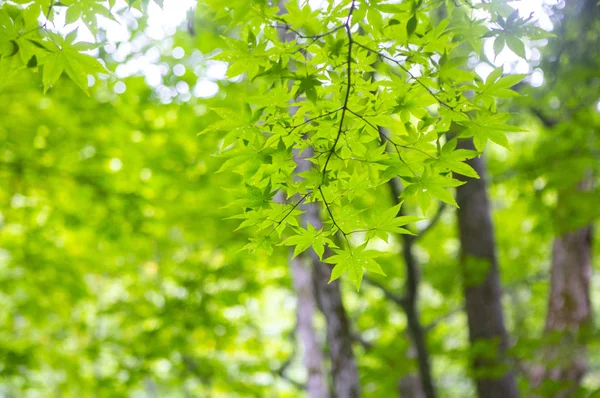 Zelené Listy Lese Letní Přírodní Pozadí — Stock fotografie