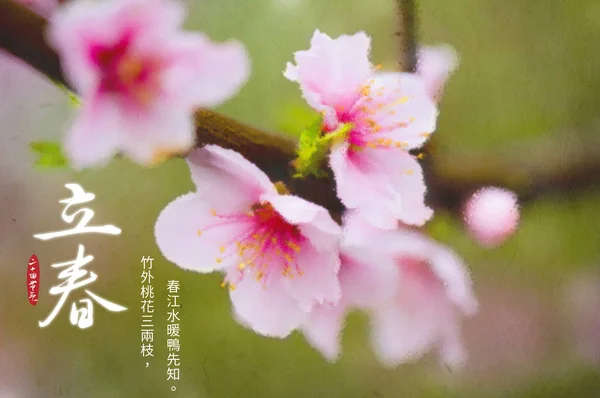 Flores Sakura Una Rama Árbol —  Fotos de Stock