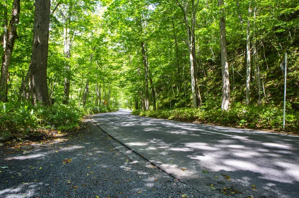 Feuilles Vertes Dans Forêt Été Nature Fond — Photo