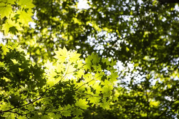 绿叶在森林 夏季自然背景 — 图库照片